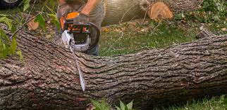 Trusted Rock Hall, MD Tree Care Experts