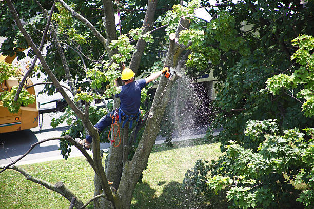 Mulching Services in Rock Hall, MD