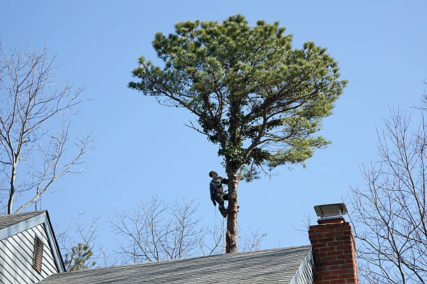 How Our Tree Care Process Works  in  Rock Hall, MD